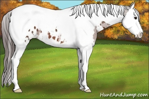 Horse Color:White Spotted Bay Splash Tobiano Appaloosa 