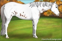 Horse Color:White Spotted Bay Splash Tobiano Appaloosa 