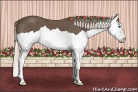 Horse Color:Silver Black Splash