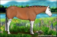 Horse Color:Bay Splash