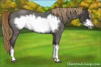 Horse Color:Liver Red Roan Frame 