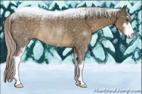 Horse Color:Chocolate Palomino Sabino Rabicano