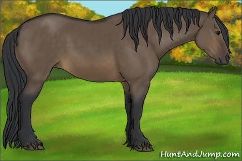 Horse Color:Brown Dun 