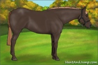 Horse Color:Liver Chestnut 