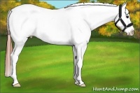 Horse Color:White Spotted Bay Appaloosa 