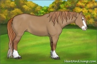 Horse Color:Red Dun Splash 