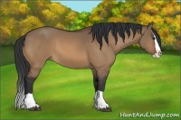 Horse Color:Bay Dun Splash