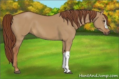 Horse Color:Red Dun