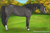 Horse Color:Smoky Grullo Sabino 