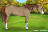 Horse Color:Red Dun Splash 