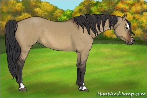 Horse Color:Bay Dun Sabino 