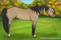 Horse Color:Bay Dun Sabino