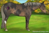 Horse Color:Liver Chestnut  and Liver Chestnut 