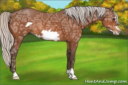 Horse Color:Silver Bay Ice Frame