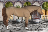 Horse Color:Liver Red Dun Sabino