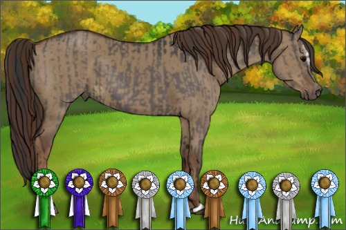 Horse Color:Black  and Liver Red Dun Sabino 