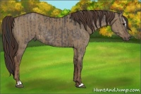 Horse Color:Black  and Liver Red Dun Sabino 
