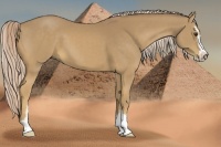 Horse Color:Palomino Sabino 