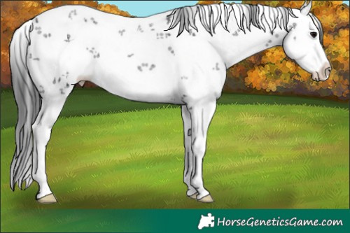 Horse Color:White Spotted Black Ice Sabino Splash