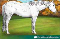 Horse Color:White Spotted Black Ice Sabino Splash 