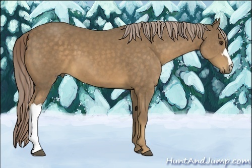 Horse Color:Chocolate Palomino 