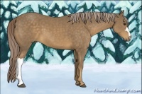 Horse Color:Chocolate Palomino