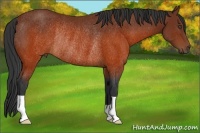 Horse Color:Brown Rabicano