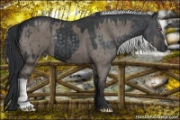 Horse Color:Silver Black Chinchilla  and Grullo 