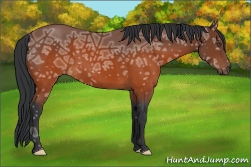 Horse Color:Brown Ice Frame 