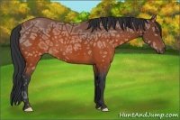 Horse Color:Brown Ice Frame 