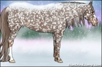 Horse Color:Liver Red Roan Snowflake Varnish