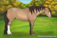 Horse Color:Amber Champagne 