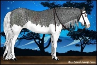 Horse Color:Silver Black Chinchilla Ice Splash 