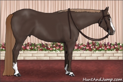 Horse Color:Liver Chestnut Sabino 