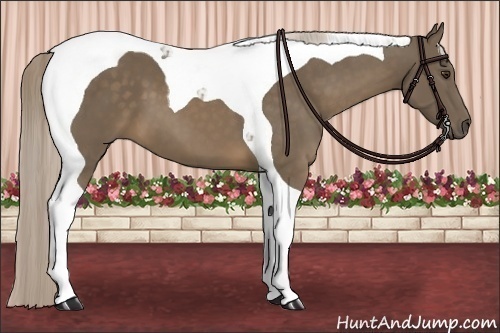 Horse Color:Chocolate Palomino Tobiano 