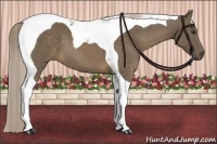 Horse Color:Chocolate Palomino Tobiano 