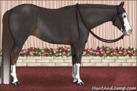 Horse Color:Liver Chestnut Sabino Splash Rabicano 