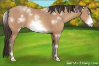 Horse Color:White Spotted Amber Champagne Sabino Frame 