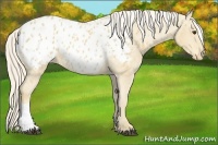 Horse Color:Palomino Appaloosa 
