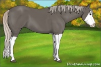 Horse Color:Silver Black Splash
