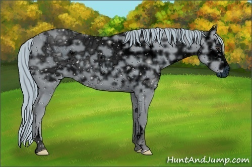 Horse Color:ERROR: UNKNOWN ANOMALY