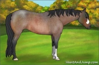 Horse Color:Bay Roan 