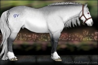 Horse Color:Silver Bay Chinchilla Rabicano