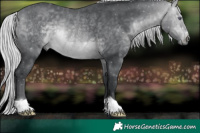 Horse Color:Silver Brown Chinchilla Rabicano