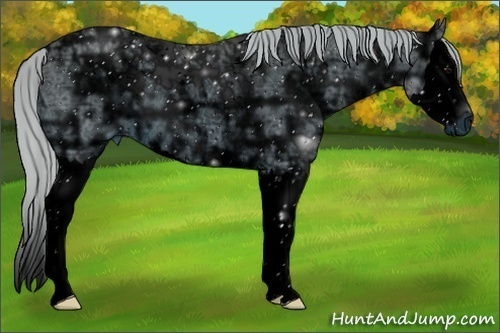 Horse Color:ERROR: UNKNOWN ANOMALY