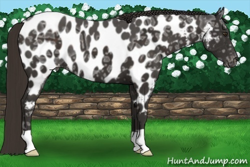 Horse Color:Liver Chestnut Ice Near Leopard