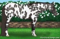 Horse Color:Liver Chestnut Ice Near Leopard 