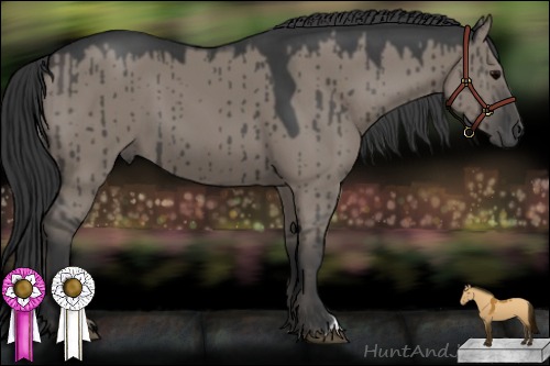 Horse Color:Grullo 