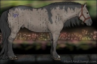 Horse Color:Grullo