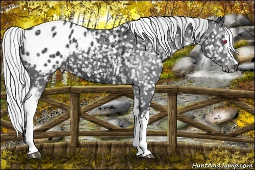 Horse Color:White Spotted Silver Black Chinchilla Blanket Rabicano 
